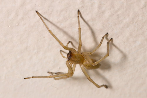 Northern Yellow Sac Spider