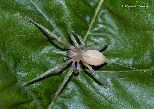 Northern Yellow Sac Spider