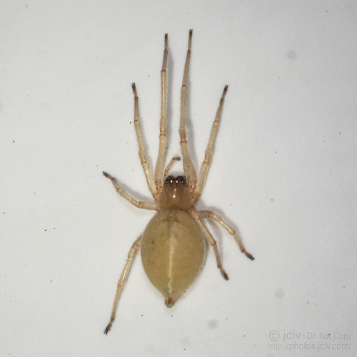 Northern Yellow Sac Spider