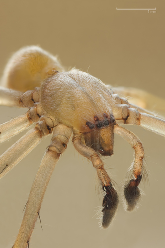 Northern Yellow Sac Spider