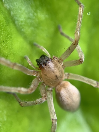 Northern Yellow Sac Spider