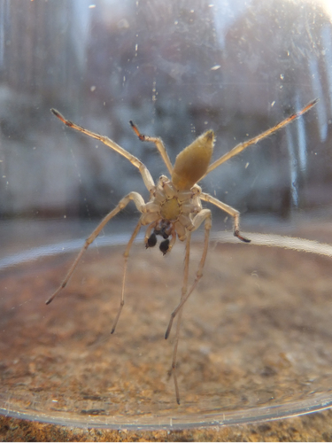 Northern Yellow Sac Spider