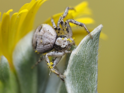 Ground Crab Spiders