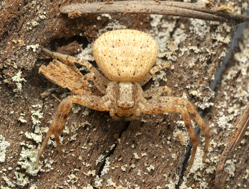 Ground Crab Spiders