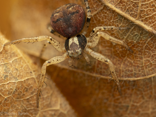 Ground Crab Spiders