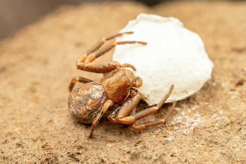 Ground Crab Spiders