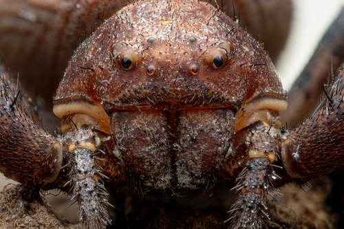 Ground Crab Spiders