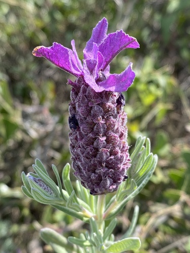 topped lavender
