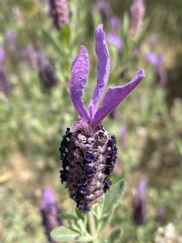 topped lavender