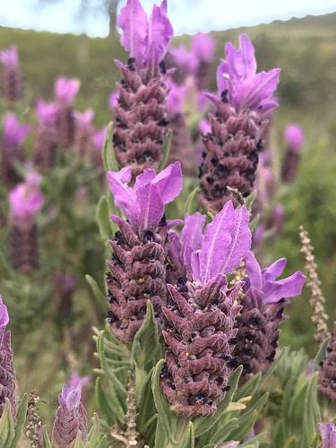 topped lavender