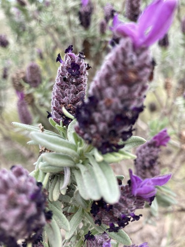 topped lavender