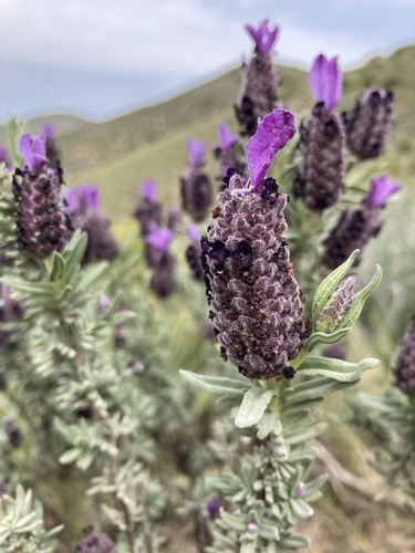 topped lavender