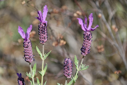topped lavender