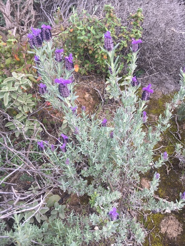 topped lavender
