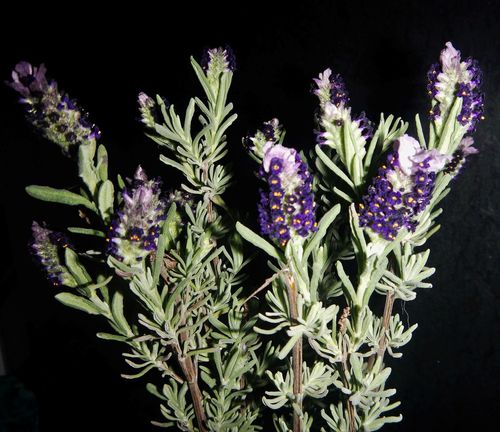 topped lavender