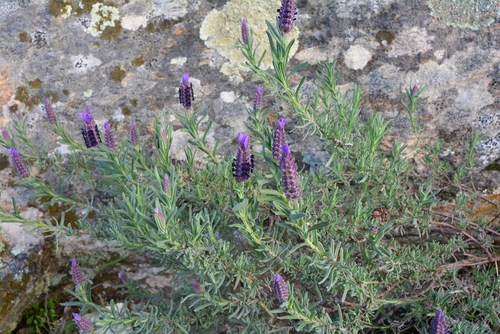 topped lavender