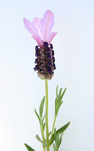 topped lavender