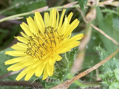 bristly oxtongue