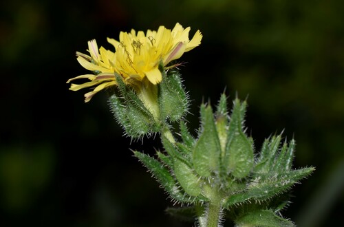 bristly oxtongue