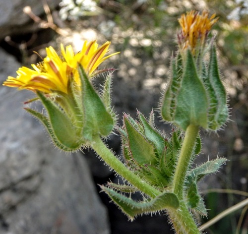 bristly oxtongue