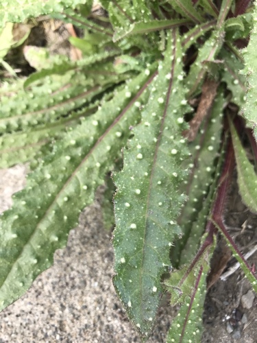 bristly oxtongue