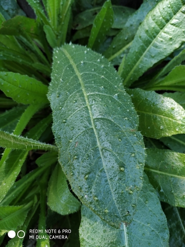 bristly oxtongue