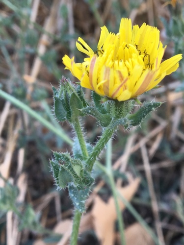 bristly oxtongue