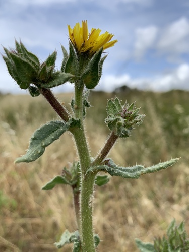 bristly oxtongue