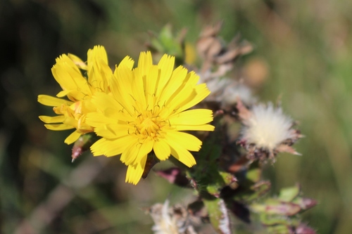 bristly oxtongue