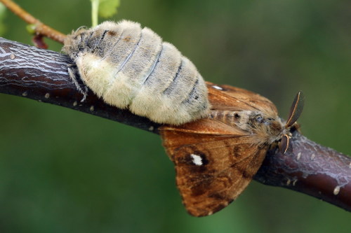 Rusty Tussock Moth
