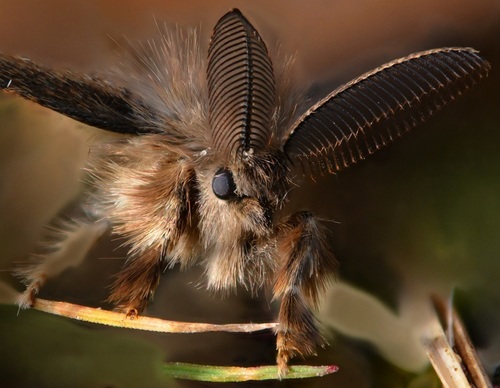 Rusty Tussock Moth