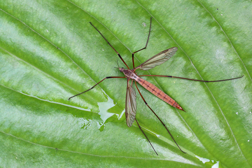 European Crane Fly