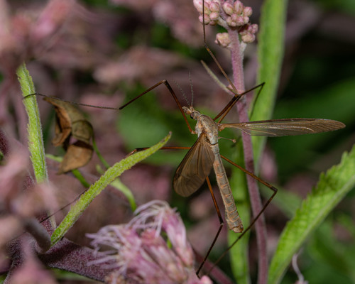 European Crane Fly
