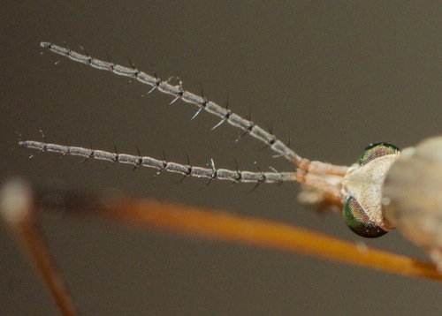 European Crane Fly