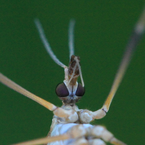 European Crane Fly