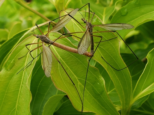 European Crane Fly
