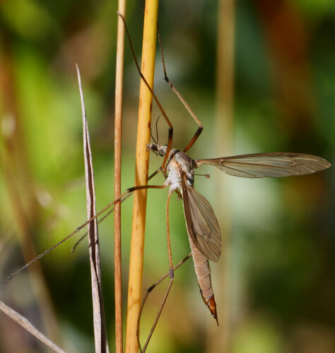 European Crane Fly
