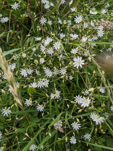 lesser stitchwort