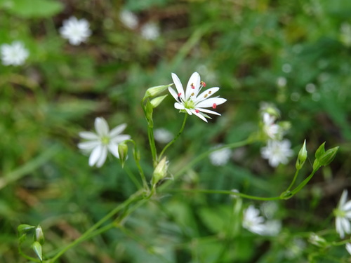 lesser stitchwort