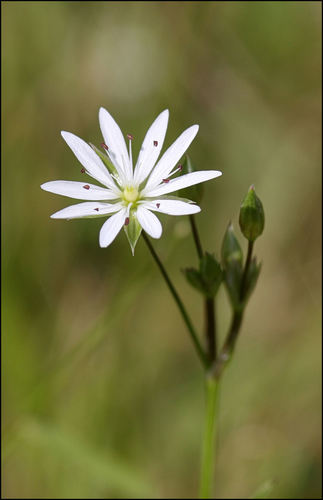 lesser stitchwort