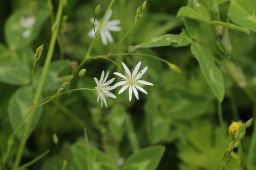 lesser stitchwort