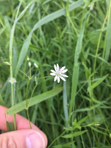lesser stitchwort