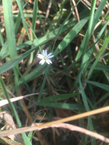 lesser stitchwort
