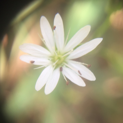 lesser stitchwort