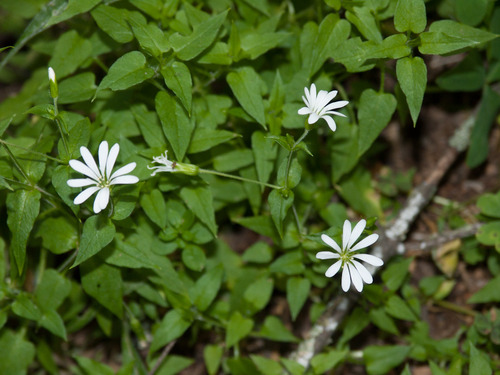 lesser stitchwort