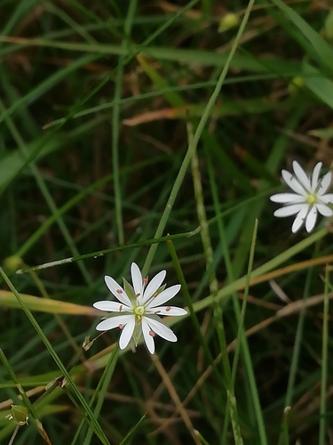 lesser stitchwort