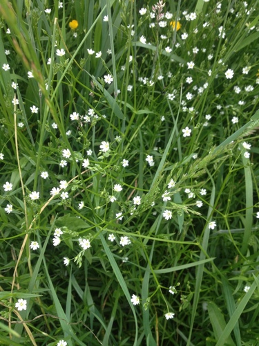 lesser stitchwort