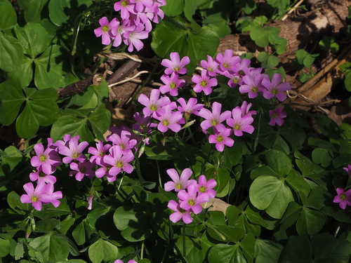 Largeflower pink-sorrel