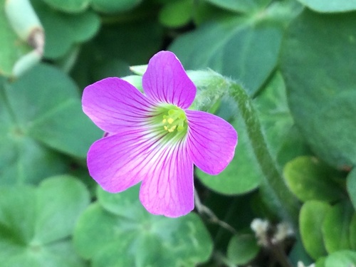 Largeflower pink-sorrel