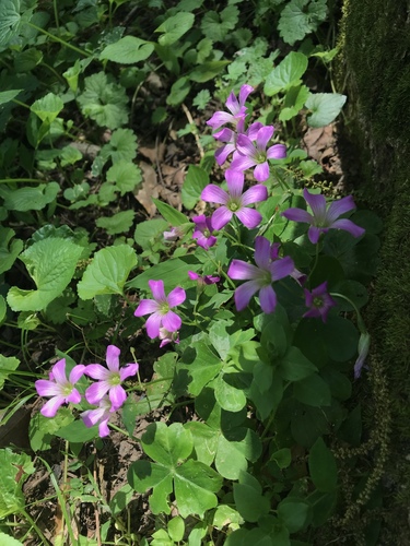 Largeflower pink-sorrel
